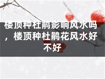 楼顶种杜鹃影响风水吗，楼顶种杜鹃花风水好不好