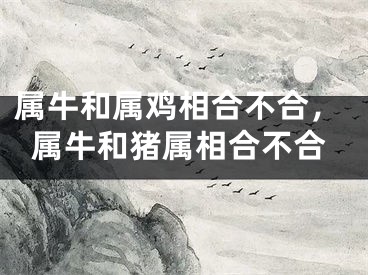 属牛和属鸡相合不合，属牛和猪属相合不合