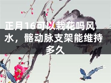 正月16可以栽花吗风水，髂动脉支架能维持多久