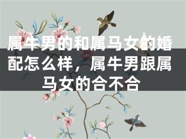 属牛男的和属马女的婚配怎么样，属牛男跟属马女的合不合