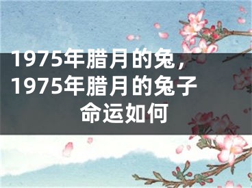 1975年腊月的兔，1975年腊月的兔子命运如何