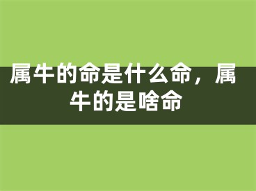 属牛的命是什么命，属牛的是啥命