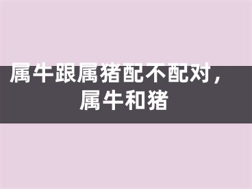 属牛跟属猪配不配对，属牛和猪