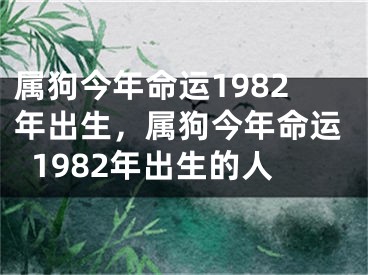 属狗今年命运1982年出生，属狗今年命运1982年出生的人