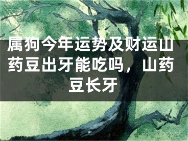 属狗今年运势及财运山药豆出牙能吃吗，山药豆长牙