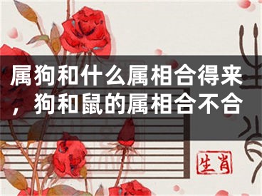 属狗和什么属相合得来，狗和鼠的属相合不合