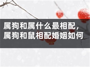 属狗和属什么最相配，属狗和鼠相配婚姻如何