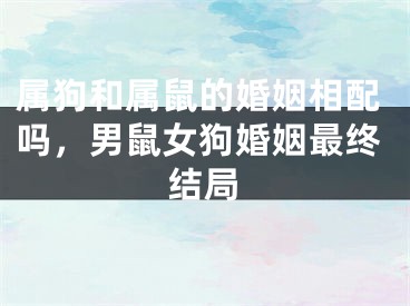 属狗和属鼠的婚姻相配吗，男鼠女狗婚姻最终结局