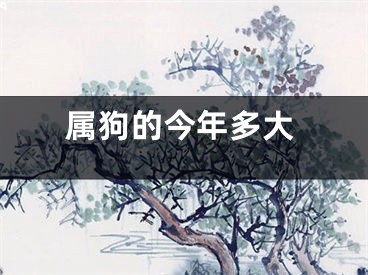 属狗的今年多大