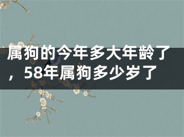 属狗的今年多大年龄了，58年属狗多少岁了