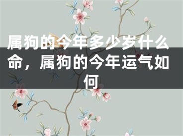属狗的今年多少岁什么命，属狗的今年运气如何