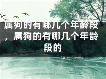 属狗的有哪几个年龄段，属狗的有哪几个年龄段的