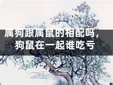属狗跟属鼠的相配吗，狗鼠在一起谁吃亏