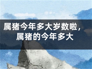 属猪今年多大岁数啦，属猪的今年多大