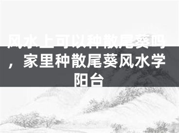 风水上可以种散尾葵吗，家里种散尾葵风水学阳台