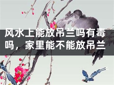 风水上能放吊兰吗有毒吗，家里能不能放吊兰
