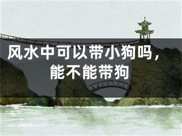 风水中可以带小狗吗，能不能带狗