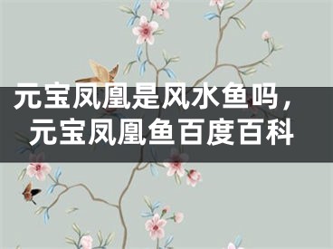 元宝凤凰是风水鱼吗，元宝凤凰鱼百度百科