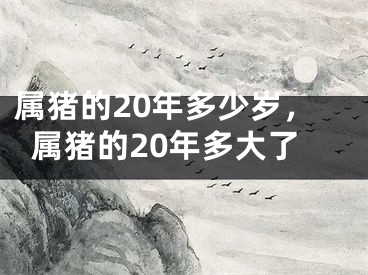 属猪的20年多少岁，属猪的20年多大了