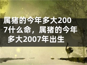 属猪的今年多大2007什么命，属猪的今年多大2007年出生