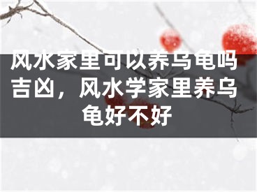 风水家里可以养乌龟吗吉凶，风水学家里养乌龟好不好