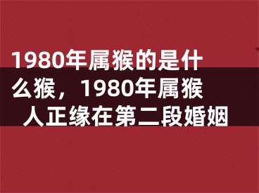 1980年属猴的是什么猴，1980年属猴人正缘在第二段婚姻
