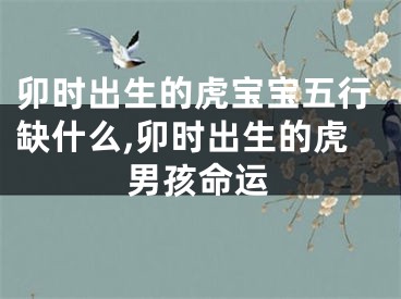 卯时出生的虎宝宝五行缺什么,卯时出生的虎男孩命运