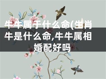 牛牛属于什么命(生肖牛是什么命,牛牛属相婚配好吗