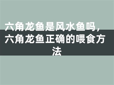 六角龙鱼是风水鱼吗，六角龙鱼正确的喂食方法