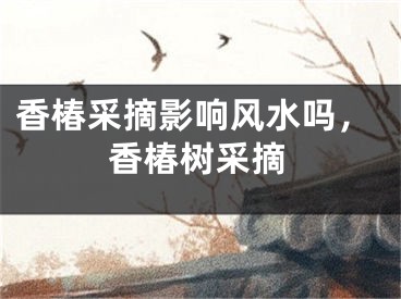 香椿采摘影响风水吗，香椿树采摘