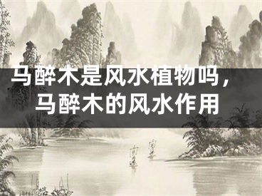 马醉木是风水植物吗，马醉木的风水作用