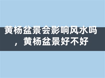 黄杨盆景会影响风水吗，黄杨盆景好不好