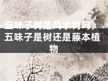五味子树是风水树吗，五味子是树还是藤本植物