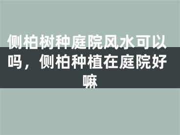 侧柏树种庭院风水可以吗，侧柏种植在庭院好嘛